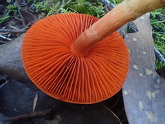 Cortinarius persplendidus