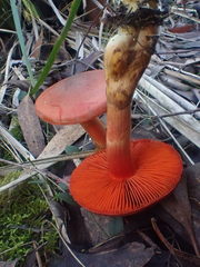 Cortinarius persplendidus