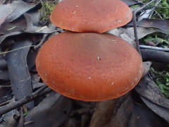 Cortinarius persplendidus