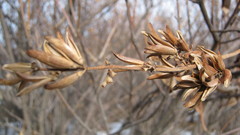 Syringa hyacinthiflora
