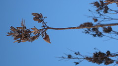 Syringa hyacinthiflora