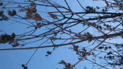 Syringa hyacinthiflora