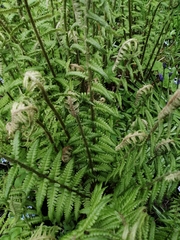 Dryopteris affinis