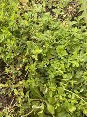 Trifolium dubium