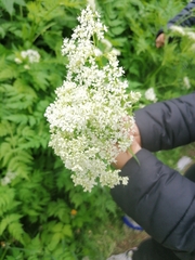 Chaerophyllum aromaticum