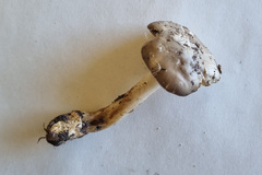 Amanita peltigera