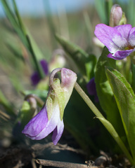 Viola gmeliniana