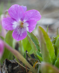 Viola gmeliniana