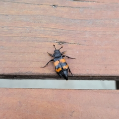 Nicrophorus investigator