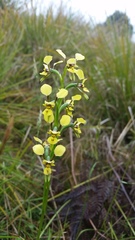 Diuris abbreviata