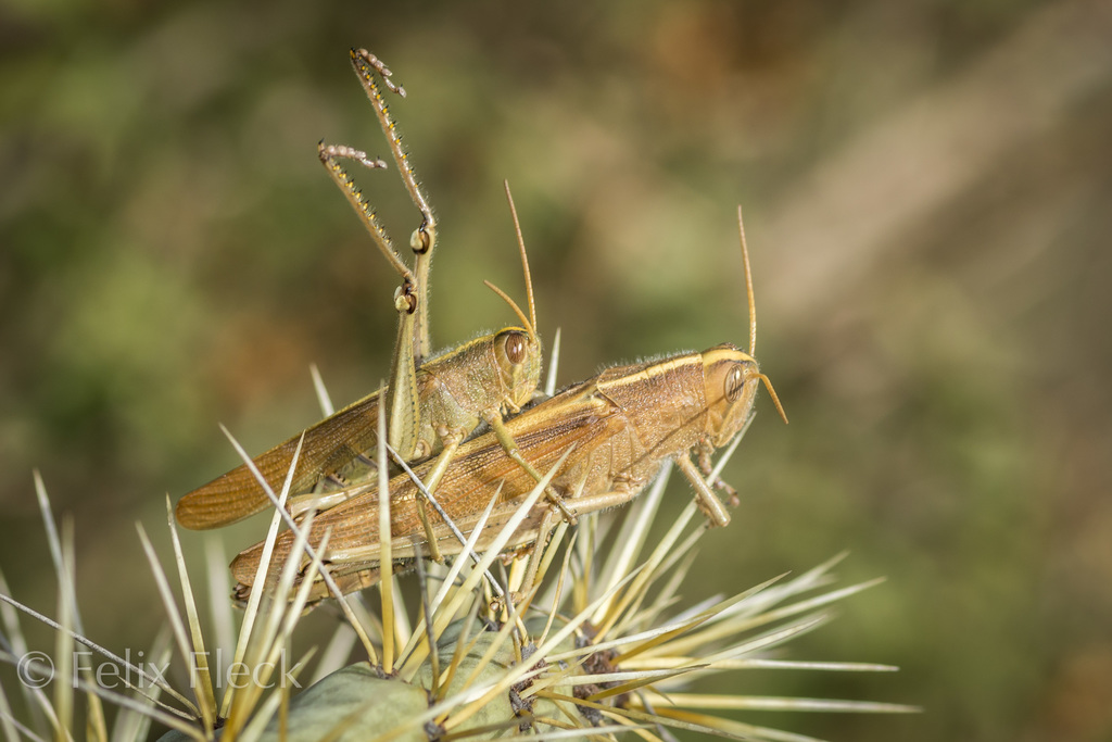 Schistocerca cohni