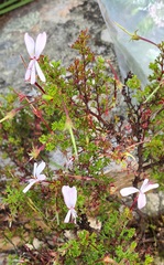 Pelargonium ternatum
