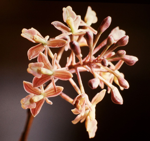Brown Epidendrum