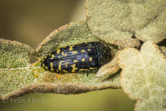 Acmaeodera flavopicta