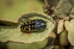 Acmaeodera flavopicta