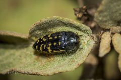 Acmaeodera flavopicta