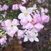 Boronia microphylla - Photo (c) John Sear, some rights reserved (CC BY-NC), uploaded by John Sear