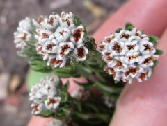 Phylica purpurea pearsonii