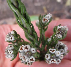 Phylica purpurea pearsonii