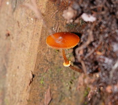 Conocybe filaris