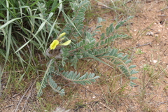 Astragalus longipetalus