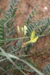Astragalus longipetalus
