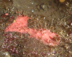 Aplysilla glacialis