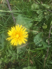 Taraxacum officinale