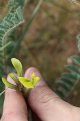 Astragalus longipetalus