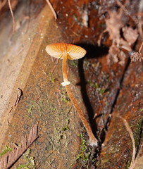 Conocybe filaris