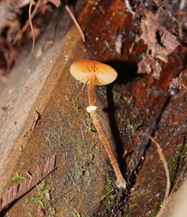 Conocybe filaris