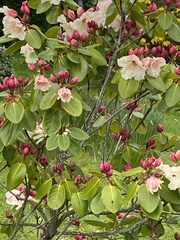 Rhododendron pseudochrysanthum