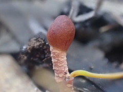 Cordyceps meneristitis