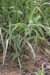 Achillea leptophylla