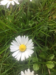 Bellis perennis