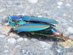 Chrysochroa fulgidissima