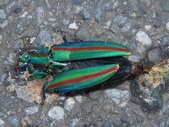 Chrysochroa fulgidissima