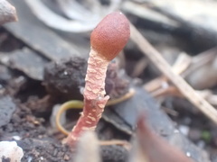 Cordyceps meneristitis