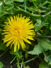 Taraxacum officinale