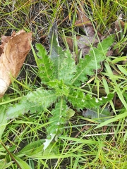 Cirsium acaule