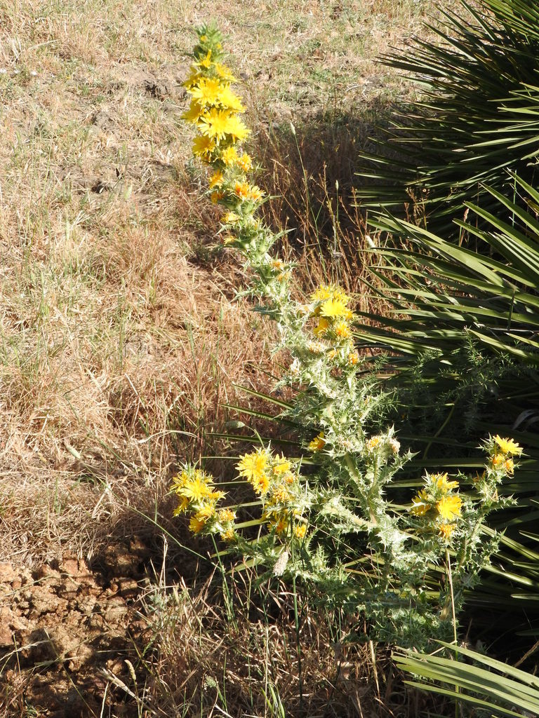common golden thistle