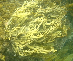 Xiphophora chondrophylla