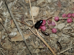 Parcoblatta americana