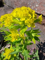 Euphorbia palustris