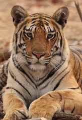 Panthera tigris tigris