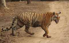 Panthera tigris tigris