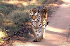 Panthera tigris tigris