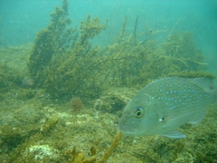 Carpophyllum plumosum