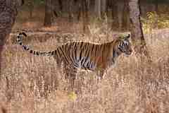 Panthera tigris tigris
