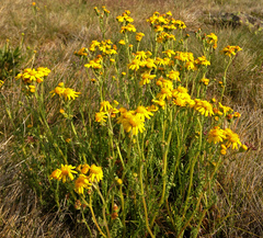 Senecio pinnatifolius alpinus